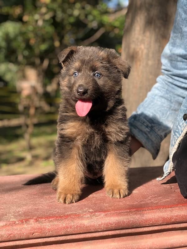 German Shepherd Long Coat hair male 3