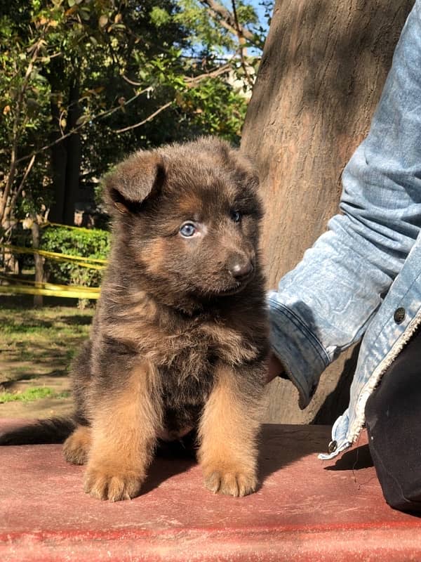 German Shepherd Long Coat hair male 4