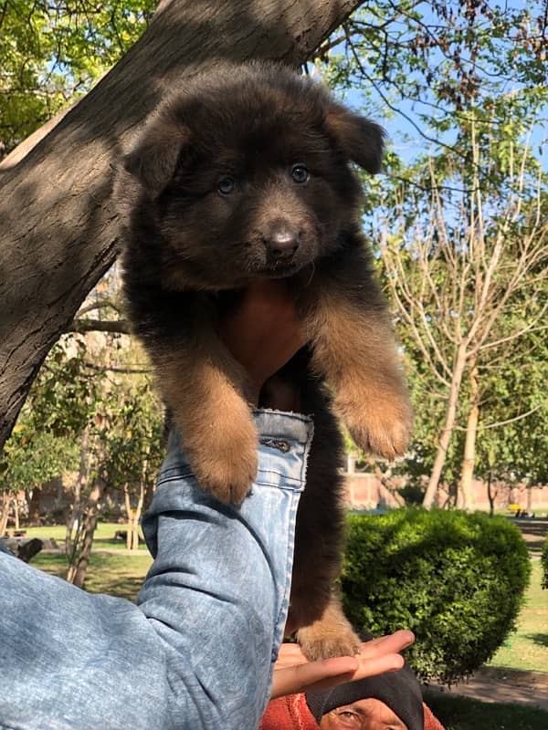 German Shepherd Long Coat hair male 5