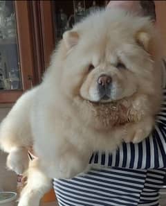 Imported ChowChow female puppy available