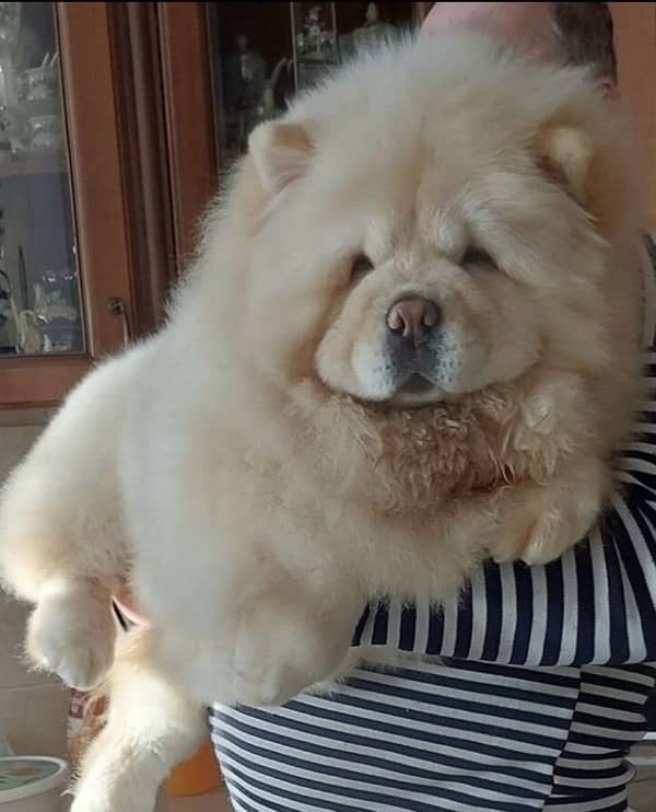 Imported ChowChow female puppy available 0