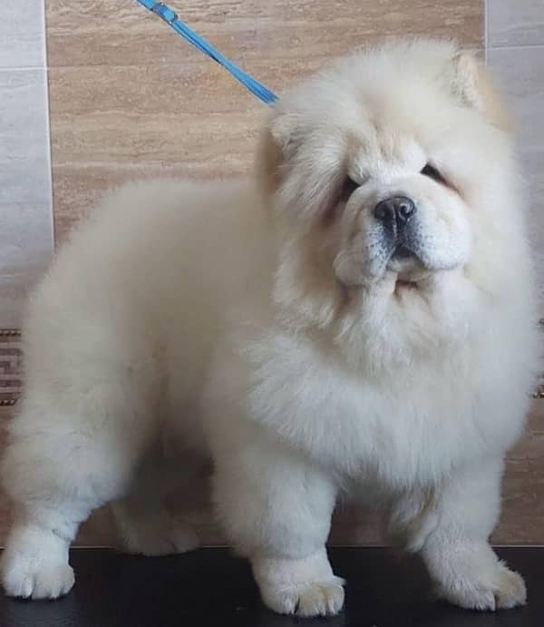 Imported ChowChow female puppy available 1