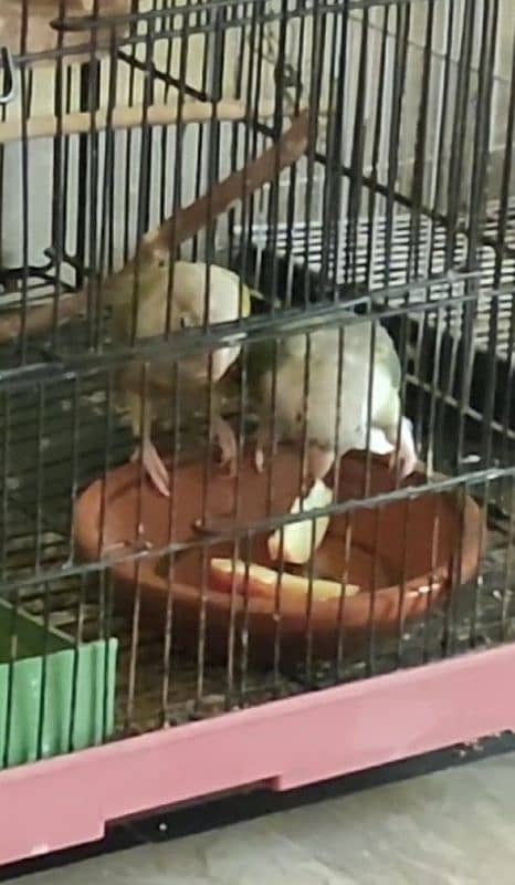 pineapple conure  breeder pair 0