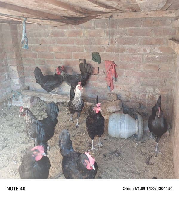 I want sell my 8 desi hens 0