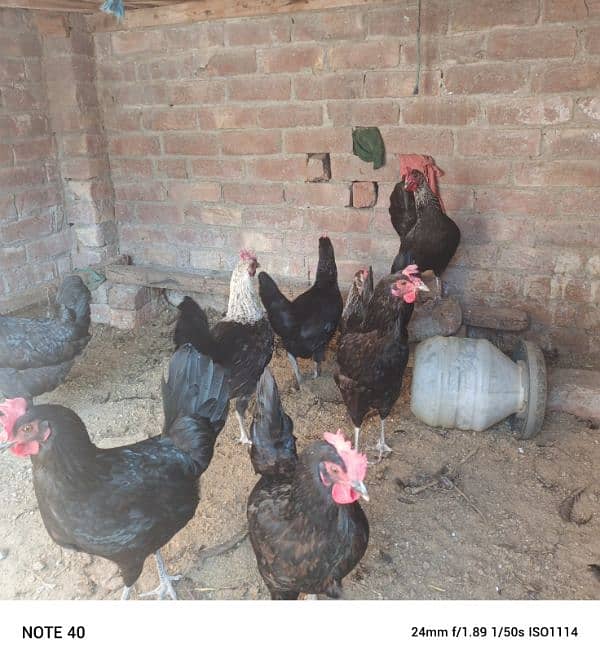 I want sell my 8 desi hens 1