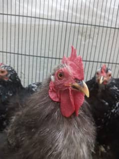 Molted Cochin bantam