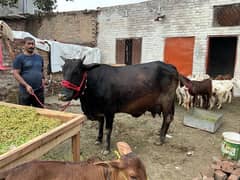 two adult cows and one cub for sale