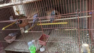 cage for sell 6 portion 1.5 × 2