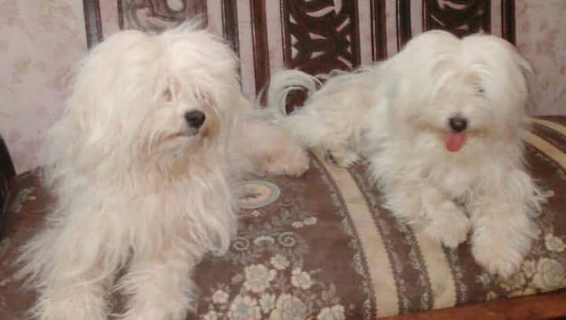 American Maltese puppies Available For Sale 0