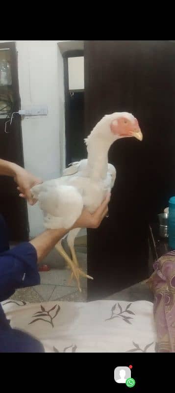 11month white Shamo female available 5