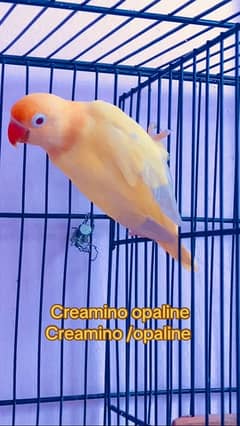 Aqua opalin , creamino opline, Parblue opline palefellow, all lovebird