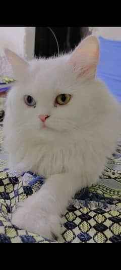 Persian cats for sale. contact number 03269623389