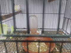 lady gouldian finch and banglize pair available for sale