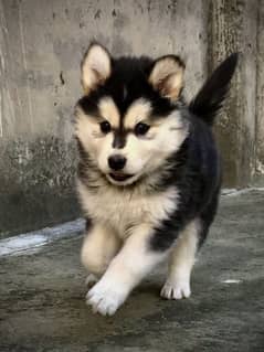 Siberian