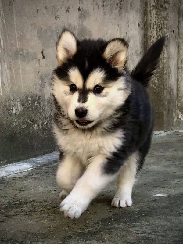 Siberian husky / Siberian husky puppies / Siberian husky puppy 0