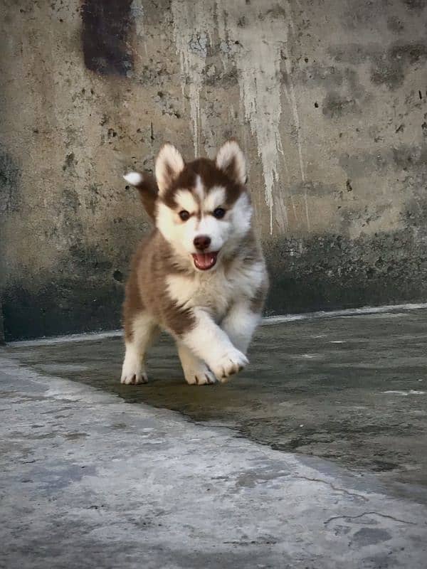 Siberian husky / Siberian husky puppies / Siberian husky puppy 3