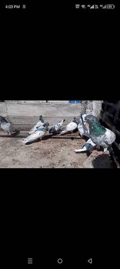 finishing pigeons for sale || Kabootar