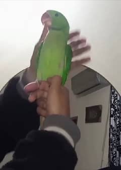 male raw parrot for sale price me discount ho jay ga