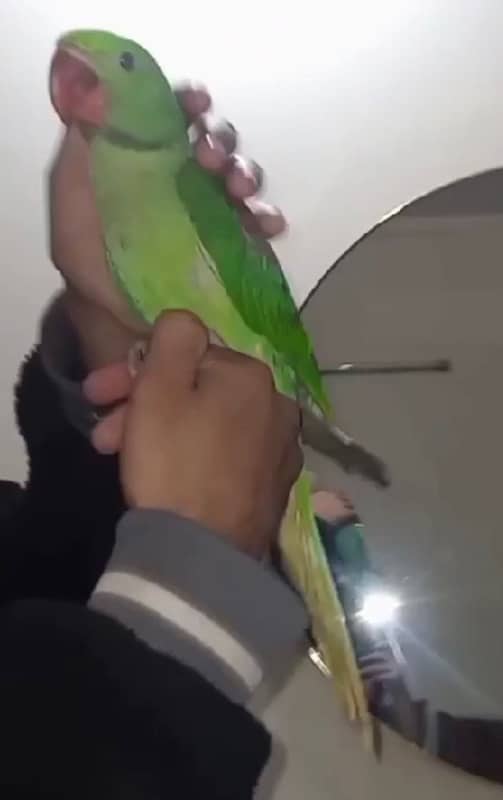 male raw parrot for sale price me discount ho jay ga 1