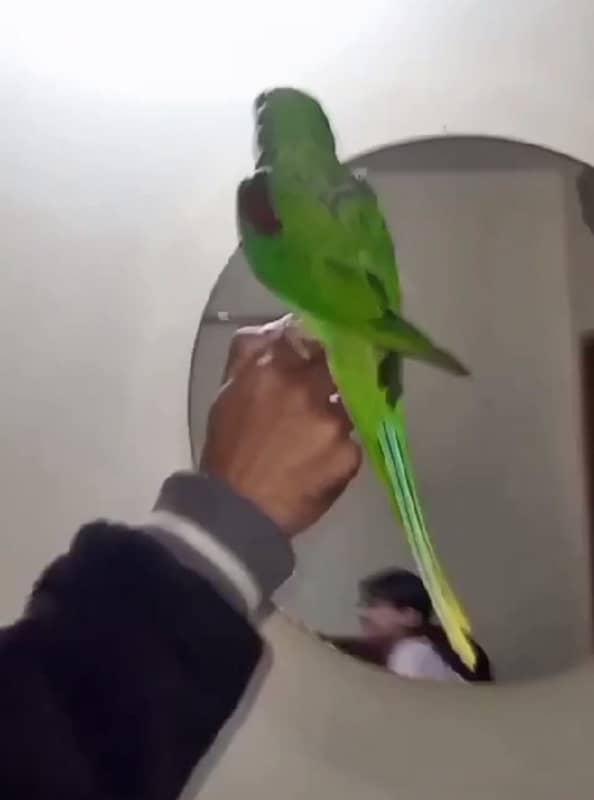 male raw parrot for sale price me discount ho jay ga 2