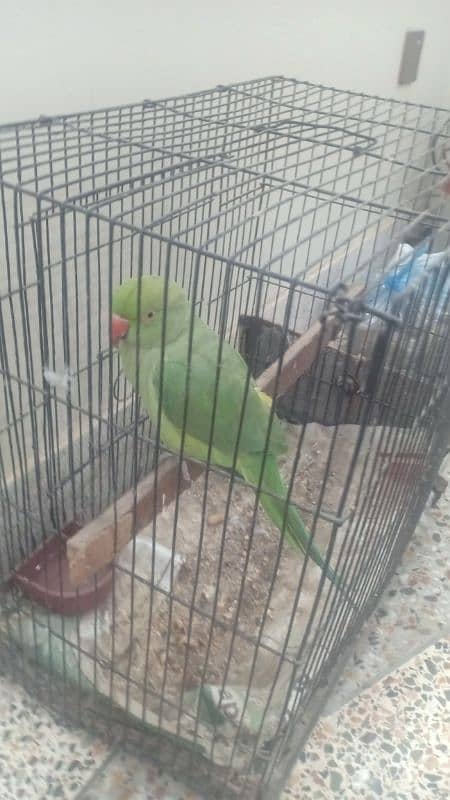 ring neck female parrot talks face to face ,dances , whistles. 0