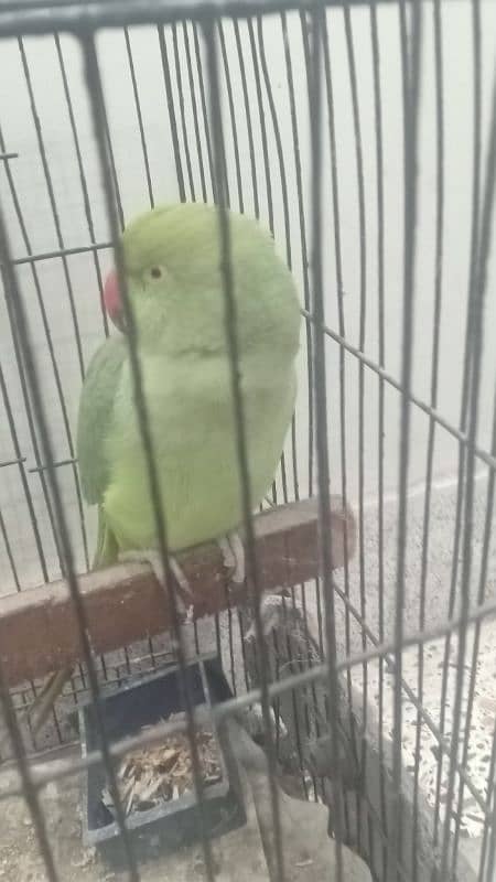 ring neck female parrot talks face to face ,dances , whistles. 2