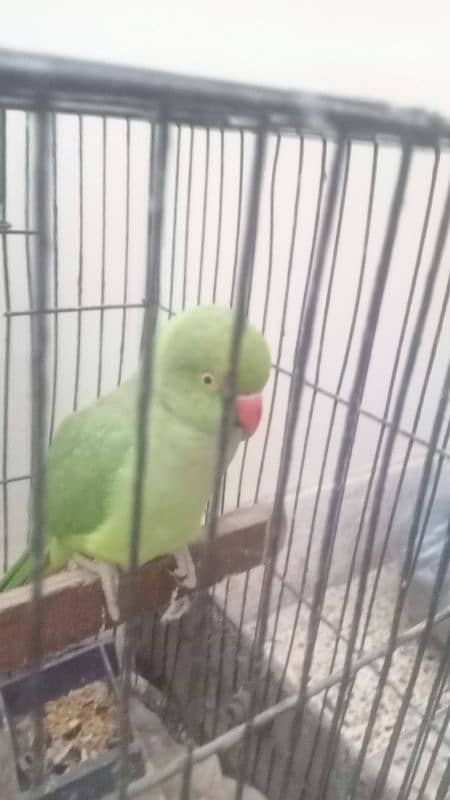 ring neck female parrot talks face to face ,dances , whistles. 3