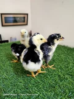 Black Shamoo Chicks| Chicks | Shamoo Chicks | Shamo Chicks | Aseel