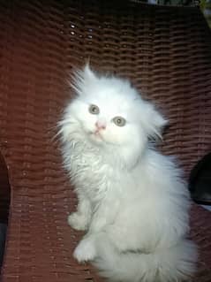 Persian cute pure white kitten