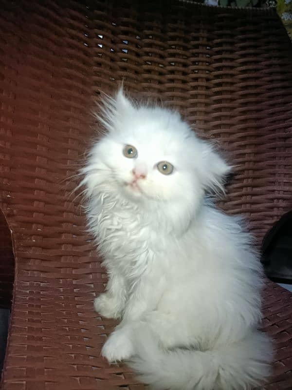 Persian cute pure white kitten 0