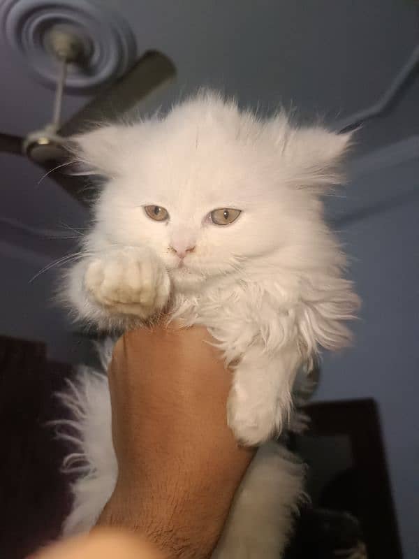 Persian cute pure white kitten 1