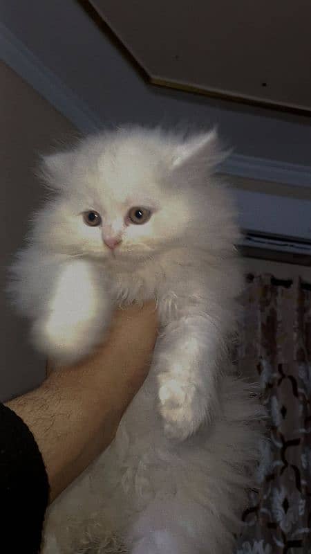 Persian cute pure white kitten 2