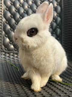 Hatot rabbit pair adult breeder