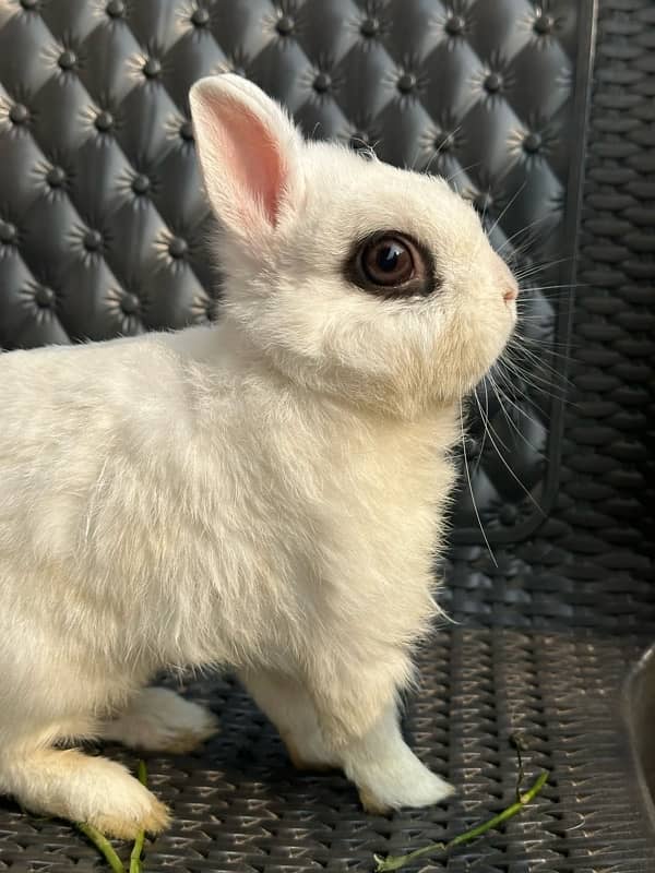 Hatot rabbit pair adult breeder 2