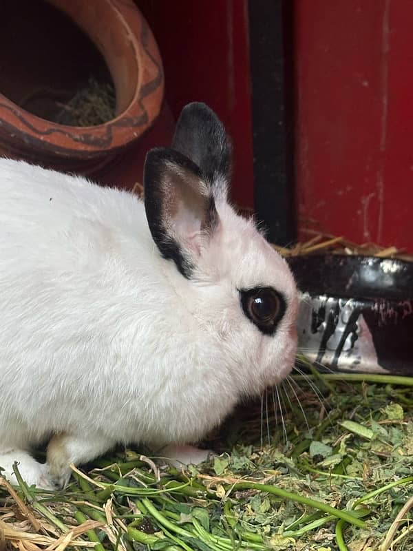 Hatot rabbit pair adult breeder 4