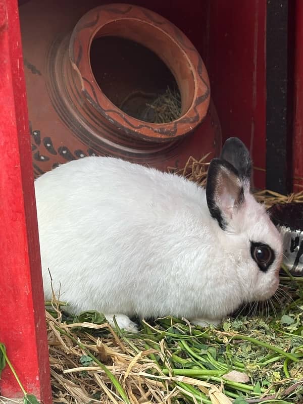 Hatot rabbit pair adult breeder 5