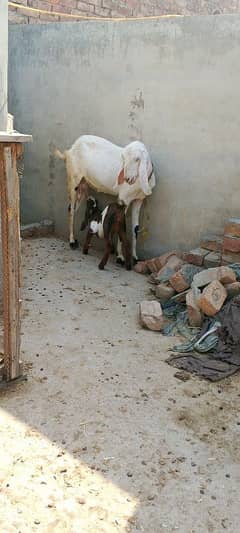 Lailpuri White Bakri