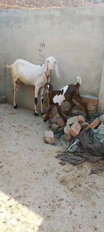 Lailpuri White Bakri 1