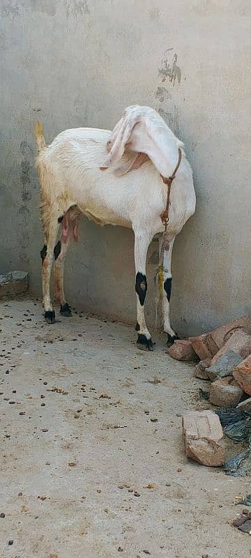 Lailpuri White Bakri 2