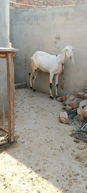 Lailpuri White Bakri 4