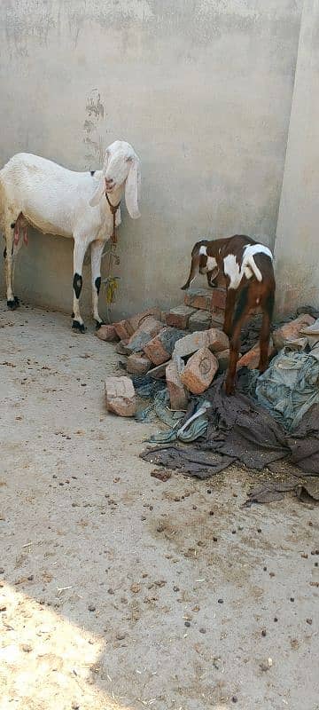 Lailpuri White Bakri 5