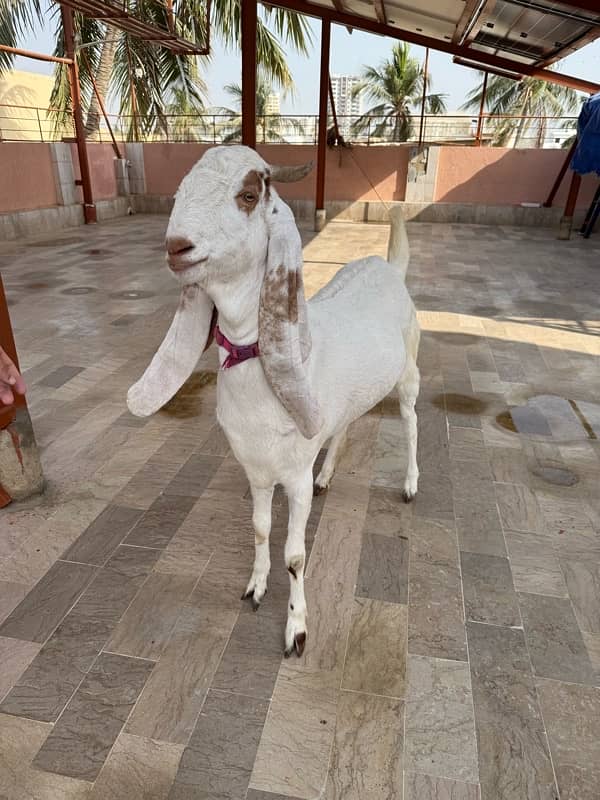 Bakri 2