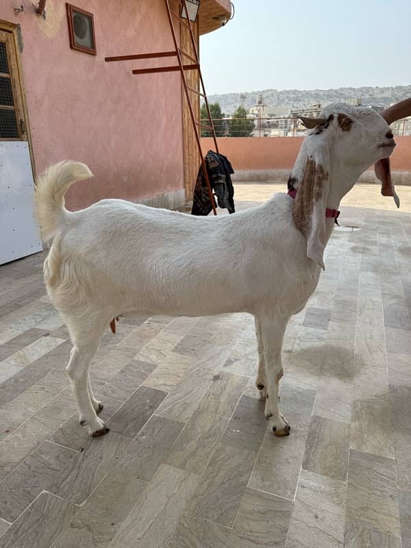 Bakri 4