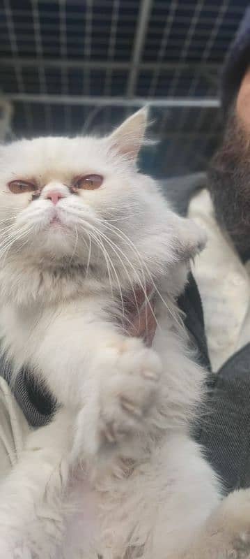 persian stud male  cat 1