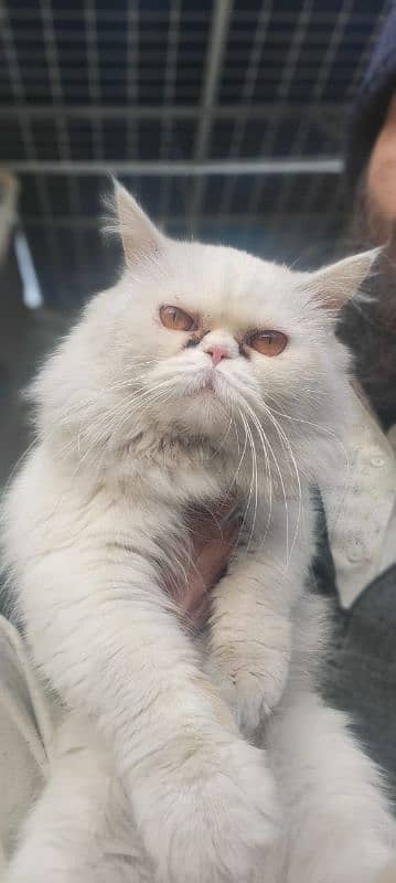 persian stud male  cat 2