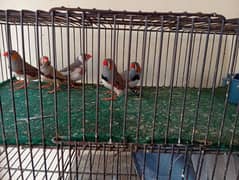 Finches breeders and pathay