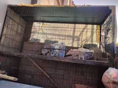 parrot cage for sale