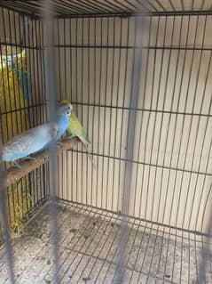 Australian parrot breeder pair