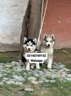 Siberian husky puppies for sale