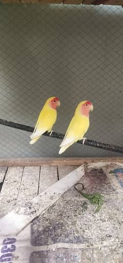 Lovebird